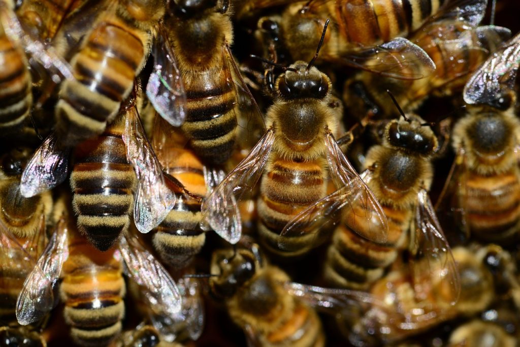 7 faktÃ³w o pszczoÅ‚ach