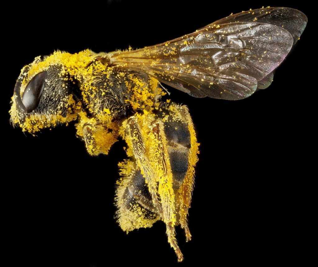 7 faktÃ³w o pszczoÅ‚ach